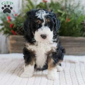 Duncan, Mini Bernedoodle Puppy